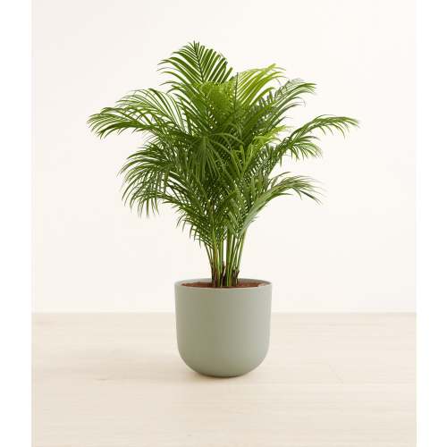 Areca Palm