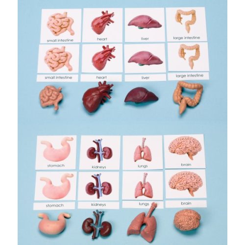 Human Organs Miniatures with 3-Part Laminated Cards