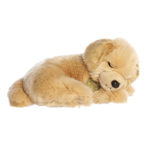 Sleepy Golden Retriever Pup