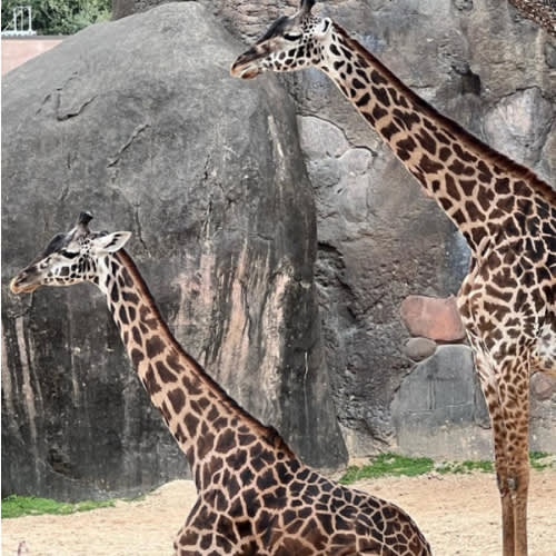 Houston Zoo Web Store :: Ticket Selection :: Membership Certificate Purchase