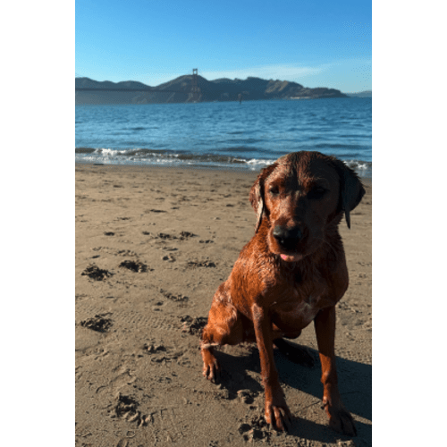 Cash Fund - Dog Walking