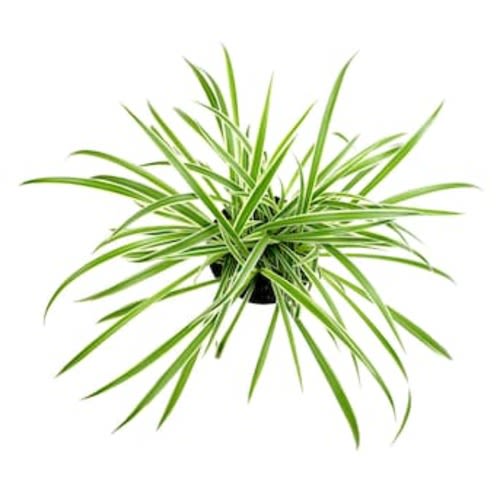 Altman Plants Spider Plant House Plant in 1.3-Quart Hanging Basket 0872794 at Lowes.com