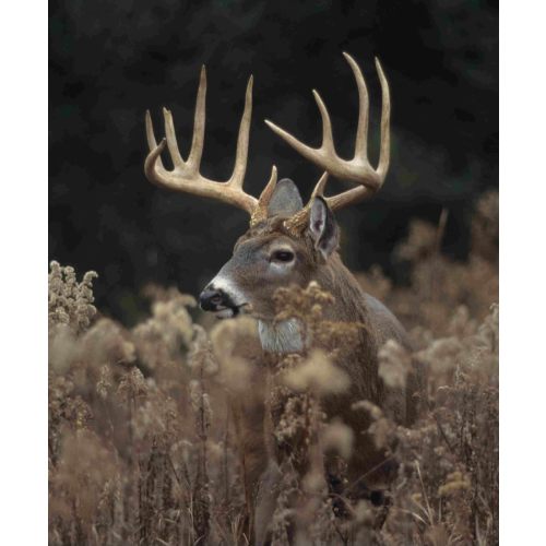 Lifetime hunting license fund