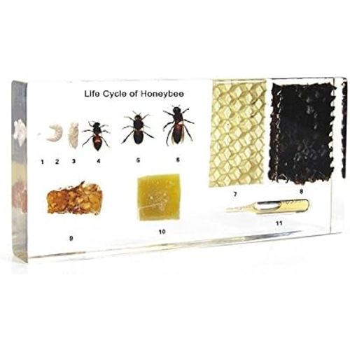 Lifecycle of a Honey Bee Science Classroom Specimens for Science Education