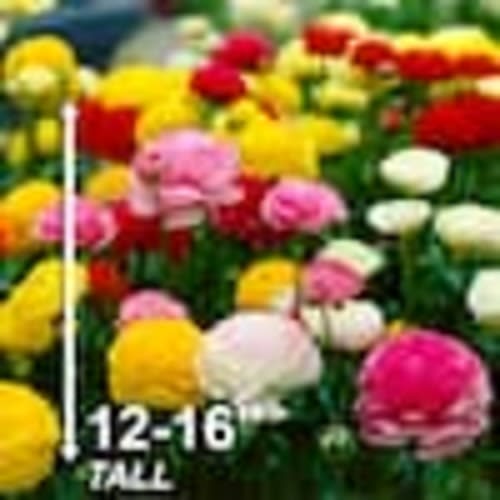 Garden State Bulb 6/7 cm Ranunculus Bulbs Mixed (Bag of 50) ECF-16-50