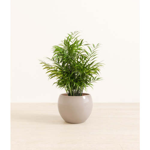 Parlor Palm