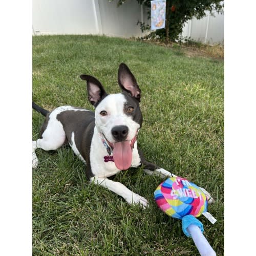 Dog Walker Fund