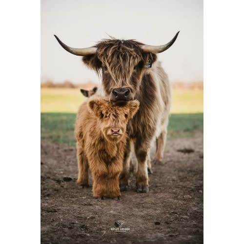 Baby's First Cow
