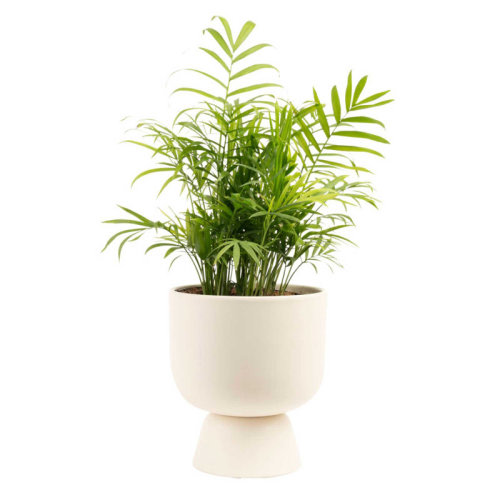 Costa Farms Indoor Neanthebella Parlor Palm House Plant in 6-inch Décor Pot & Reviews | Wayfair