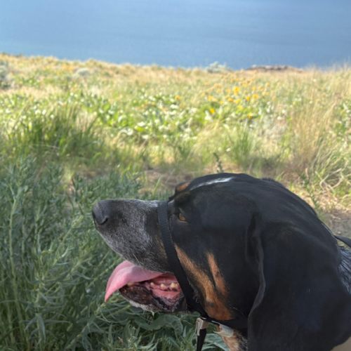 Dog Walking