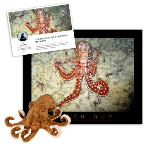 Adopt an Octopus