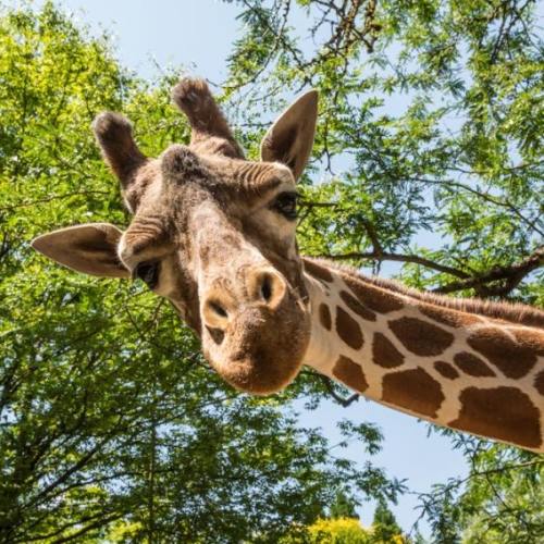 Oregon Zoo Membership Gift Card