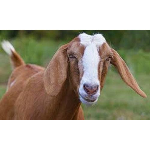 For Sale - Goatilicious LLC