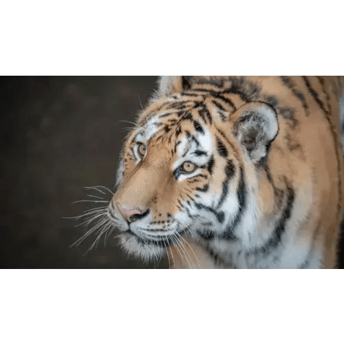 Oregon Zoo Gift Membership Voucher :)