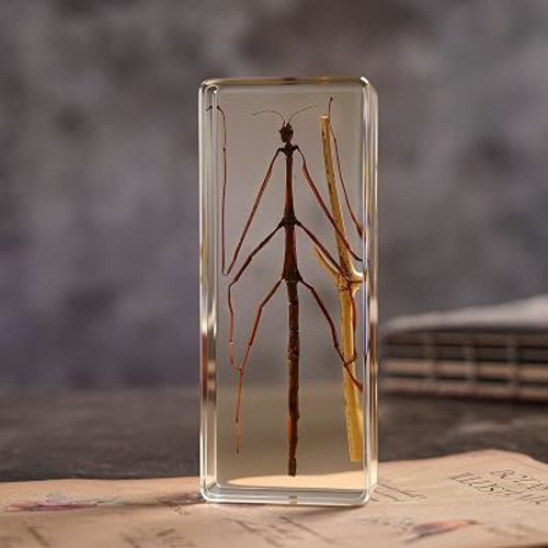 Taxidermy Stick Insect in Resin, 4.3 x 1.7 x 1 inches Real Bug Stick Insect Specimens Animal in Resin Paperweights Specimen for Science Education Desk Decor