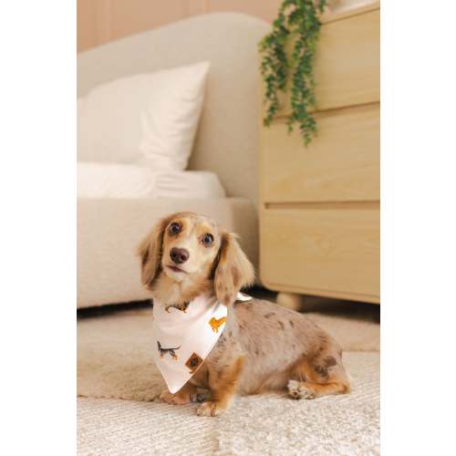 Dog Bandana in Dachshund