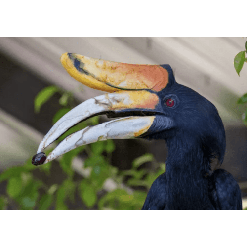 Phoenix Zoo Memberships (2 Adults)