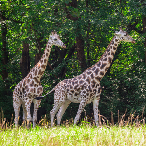 Bronx/Central Park Zoo Admission