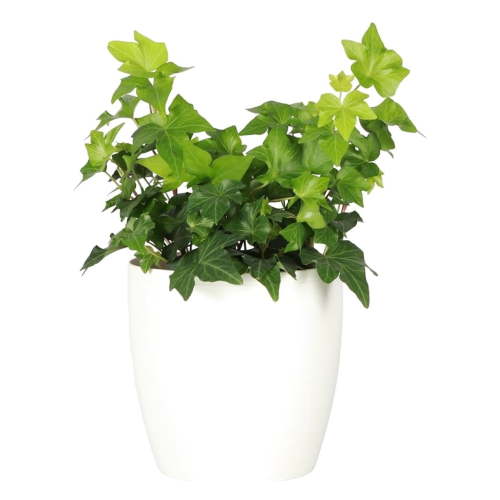 Live Green English Ivy Plant, Hedera Helix, Natural Air Purifier, Easy to Grow, Live Indoor Houseplant, 4" Diameter Pot (White)
