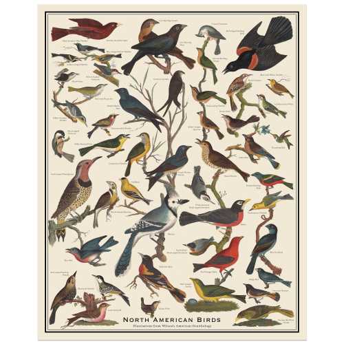 North American Birds Antique-Style Poster, Bird Identification Scientific Chart, American Ornithology, Unframed 11x14, 16x20, or 24x36 Print