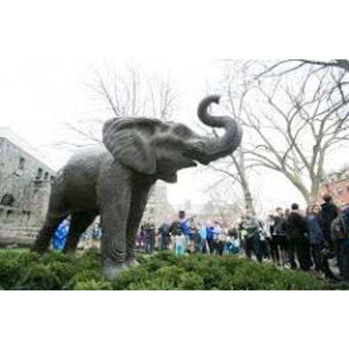 tufts elephants - Google Search