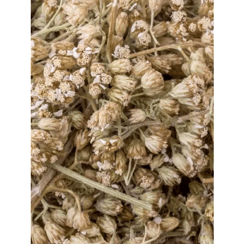 4oz Yarrow flowers for Sitz Bath