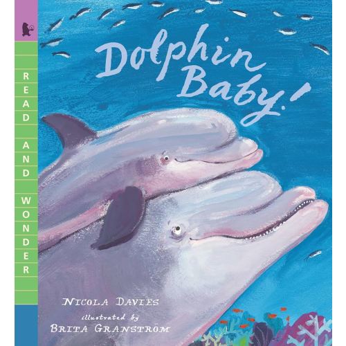 Dolphin Baby!: Read and Wonder