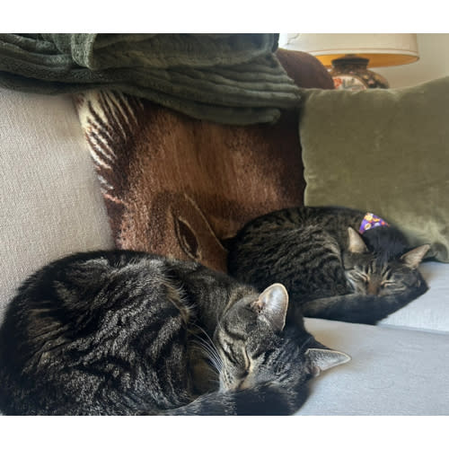 Kitty watching (during hospital stay)