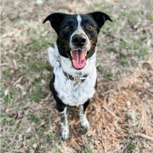Dog Training Cash Fund