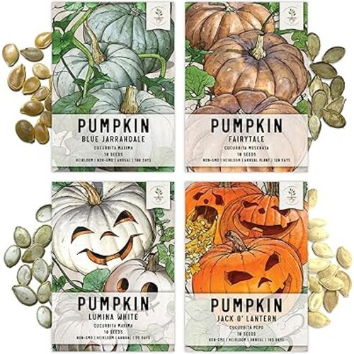 Seed Needs, Specialty Pumpkin Seed Packet Collection (4 Individual Varieties of Pumpkin Seeds for Planting) Fairytale, Blue Jarrahdale, Lumina White & Jack O Lantern