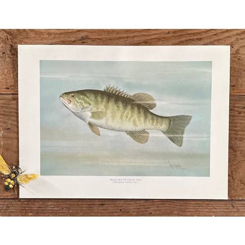 1910 Small Mouth Black Bass Print! Framable Antique Fish Print! Original Offset Lithograph! Fishing Lodge & Cabin Decor! Gift for Dad!