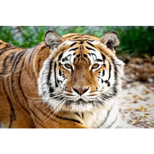 Oakland Zoo Pass