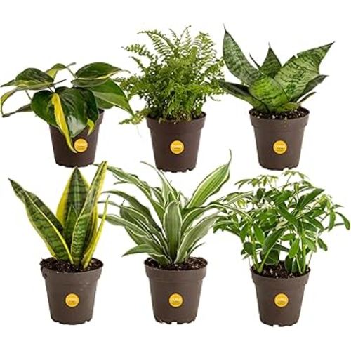 Costa Farms Live House Plants (6 Pack), Easy to Grow Live Indoor Houseplants, Grower's Choice Air Purifier Set, Potted in Indoors Garden Plant Pots, Potting Soil, Housewarming Gift, Home or Room Decor