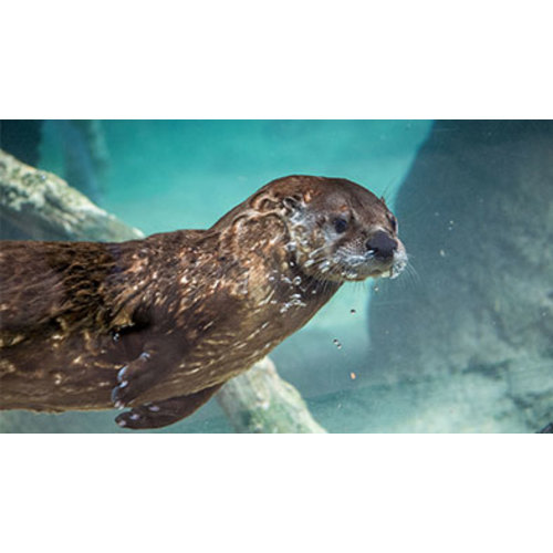 Family and Friends Membership - The Houston Zoo