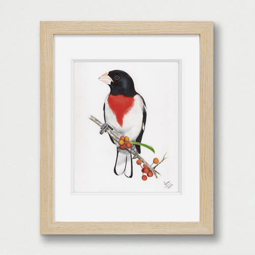 8X8 print Rose-breasted Grosbeak
