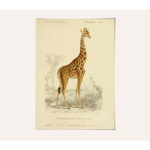 Giraffe - National Museum