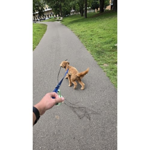 Dog Walking