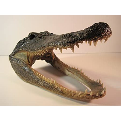 Preserved Alligator Head 7-9"