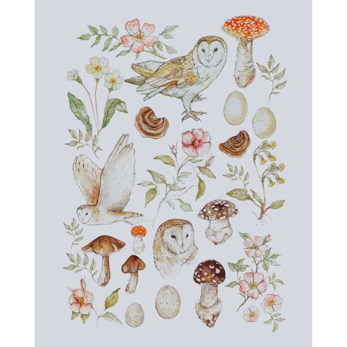 Barn Owl Study A4 Illustration Print