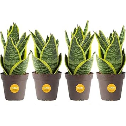 Costa Farms Snake Plant (4-Pack), Live Indoor and Outdoor Sansevieria Plants, Easy Care Live Succulent Houseplants Potted in Nursery Pots, Potting Soil, Porch, Office and Home Decor, 8-Inches Tall