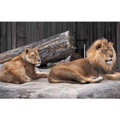 Cleveland Zoo Memberships