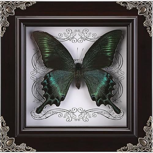 Real Butterfly Framed Handmade, Taxidermy Butterfly Shadow Box Collection, Framed Butterfly Taxidermy for Gothic Home Decor (A_Green-Banded Queen Butterfly)