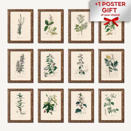 Set Of 12 Vintage Botanical, High Quality Watercolor Medicinal Botanical Print, Vintage Botany Painting, Gallery Wall Digital Print Decor