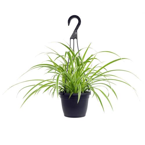 Altman Plants Spider Plant House plant in 1.3 Quart(s) Hanging basket 1.0 -Pack