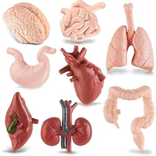 Mini Human Body Model for Kids, 8PCS Body Parts Sets Anatomy Toys, 3D Anatomy and Physiology Study Tools for Students Class Learning