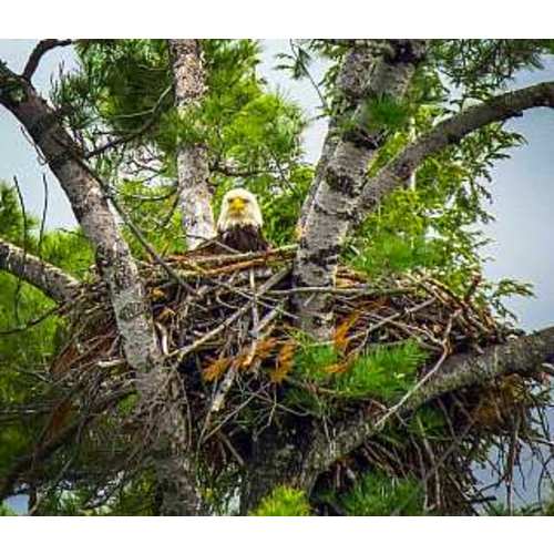 Admission | Squam Lakes Natural Science Center
