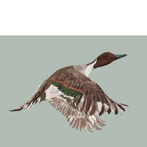 Pintail Duck