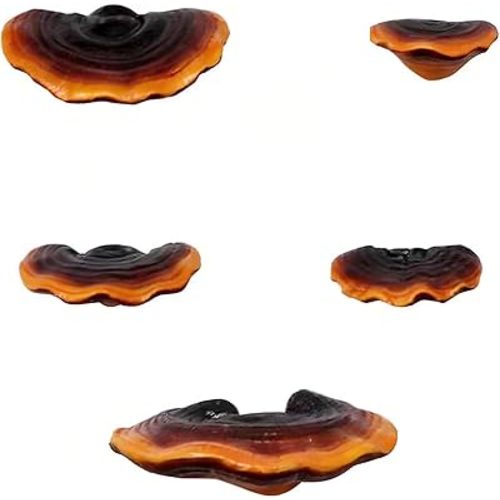 Set of 5 Mushroom Wall Shelves - Small Floating Shelves for Home Decor, Kitchen, Bedroom | Cute Resin Mushroom Shelf, Cottagecore & Reptile Gecko Habitat Accessory