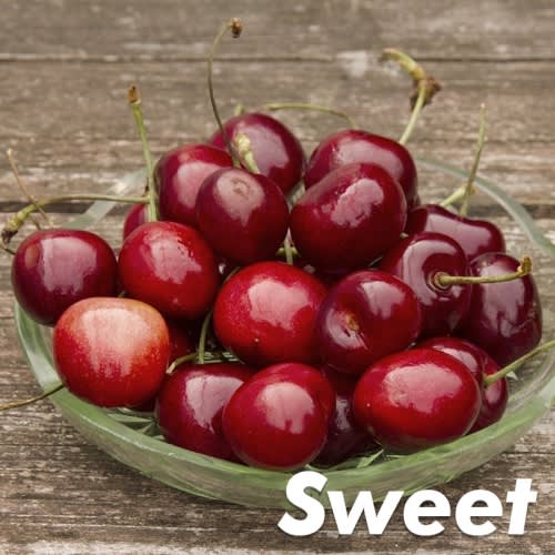 Buy Bada Bing Cherry Trees Online at Ty Ty Plant Nursery LLC
