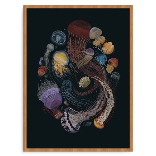 Medusozoa
– PangeaSeed Foundation
